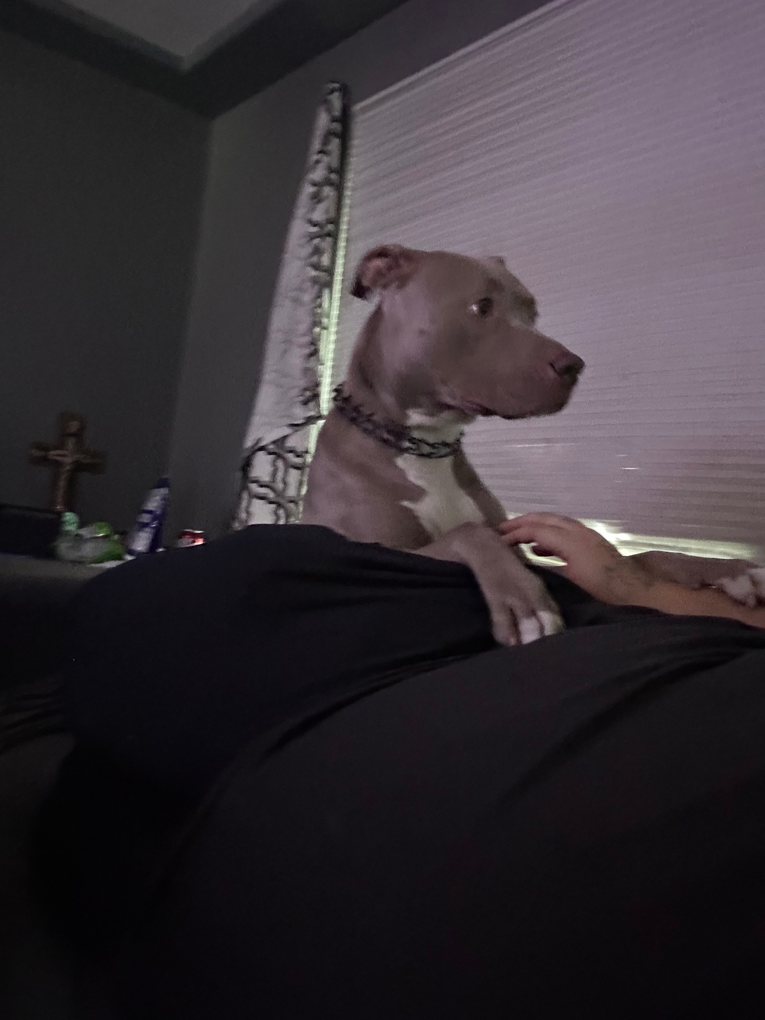Pit bull relaxing comfortably indoors