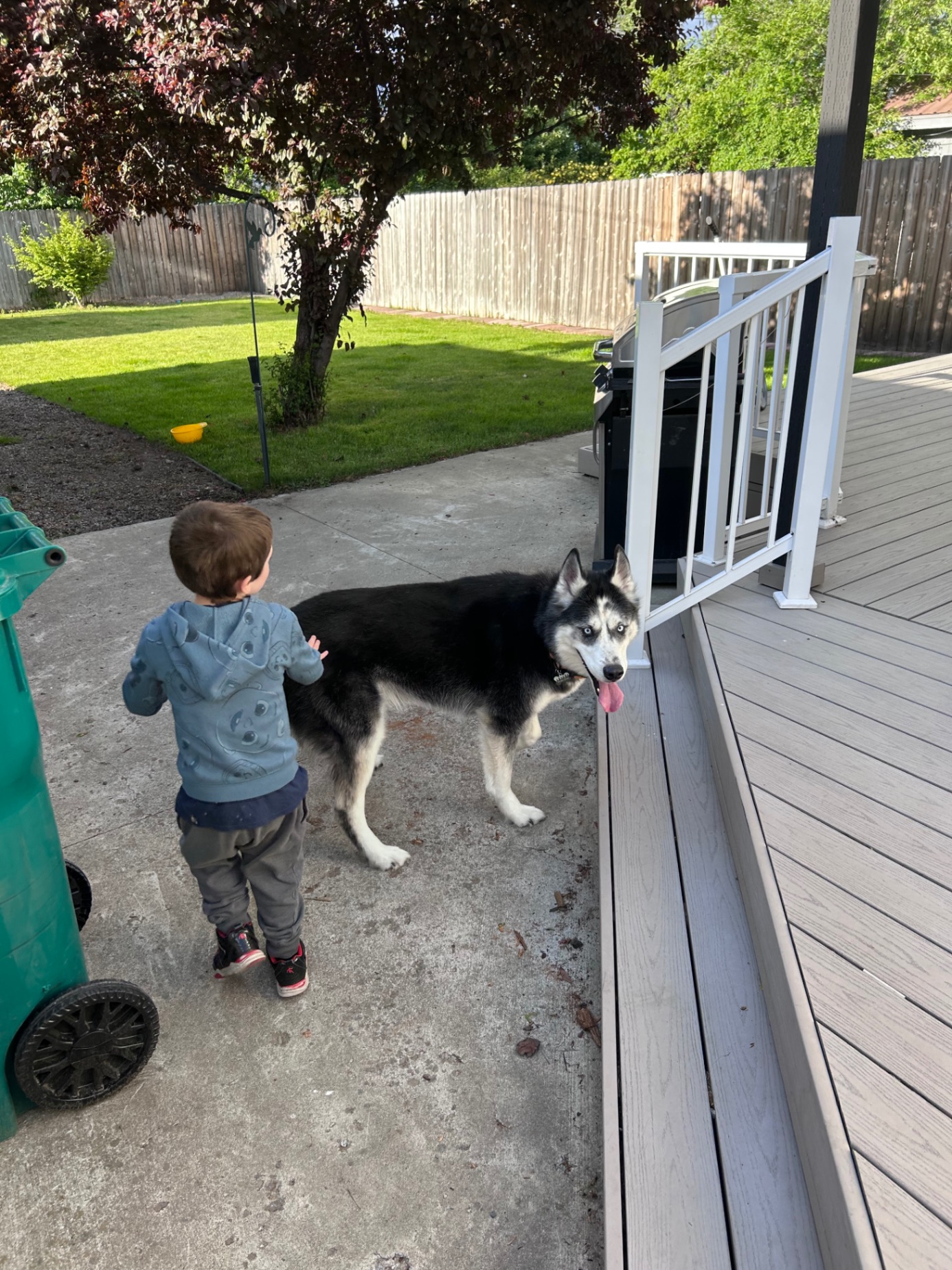 Husky enjoying outdoor time with a child