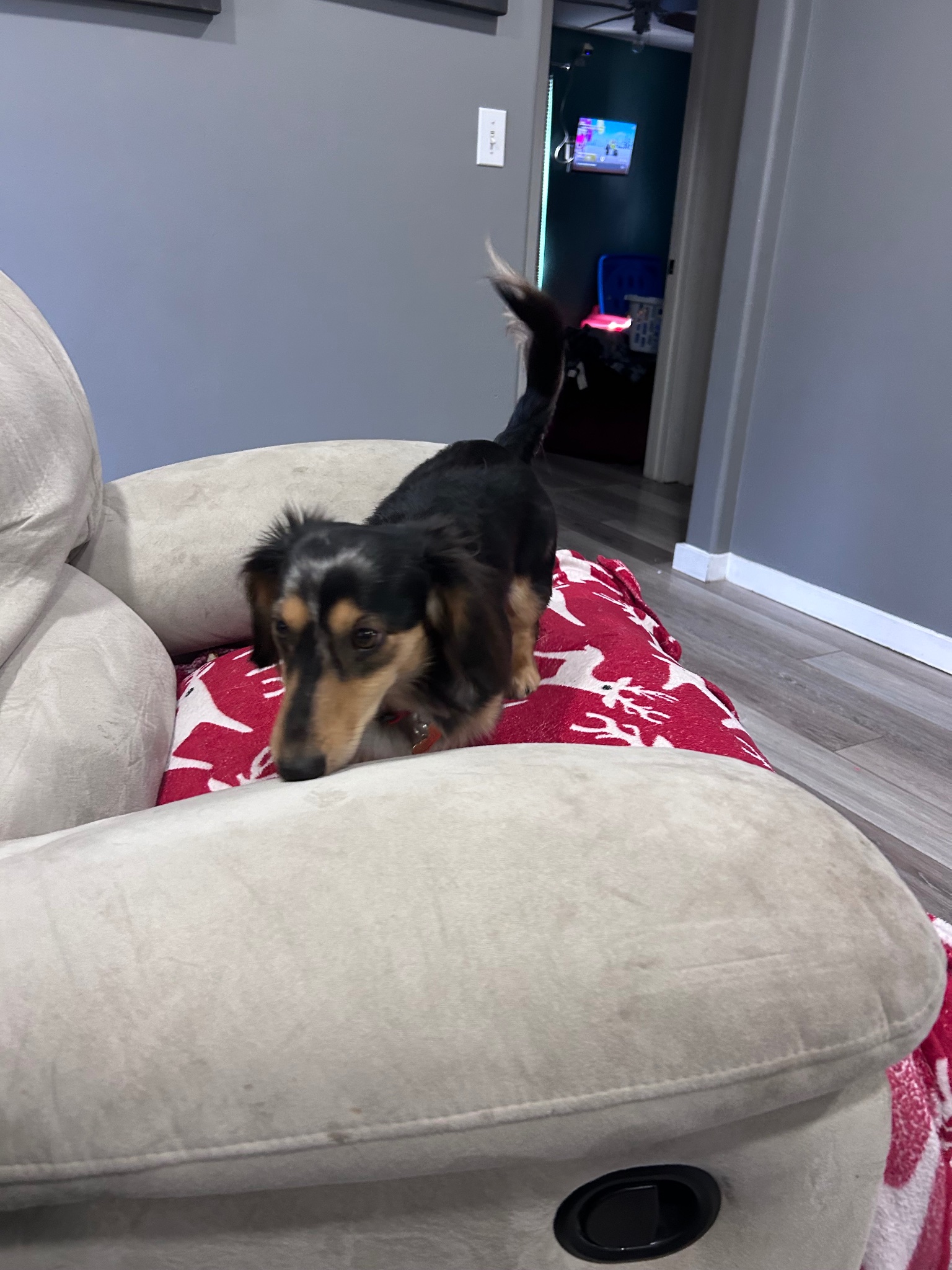 Dachshund mix sitting comfortably on a recliner