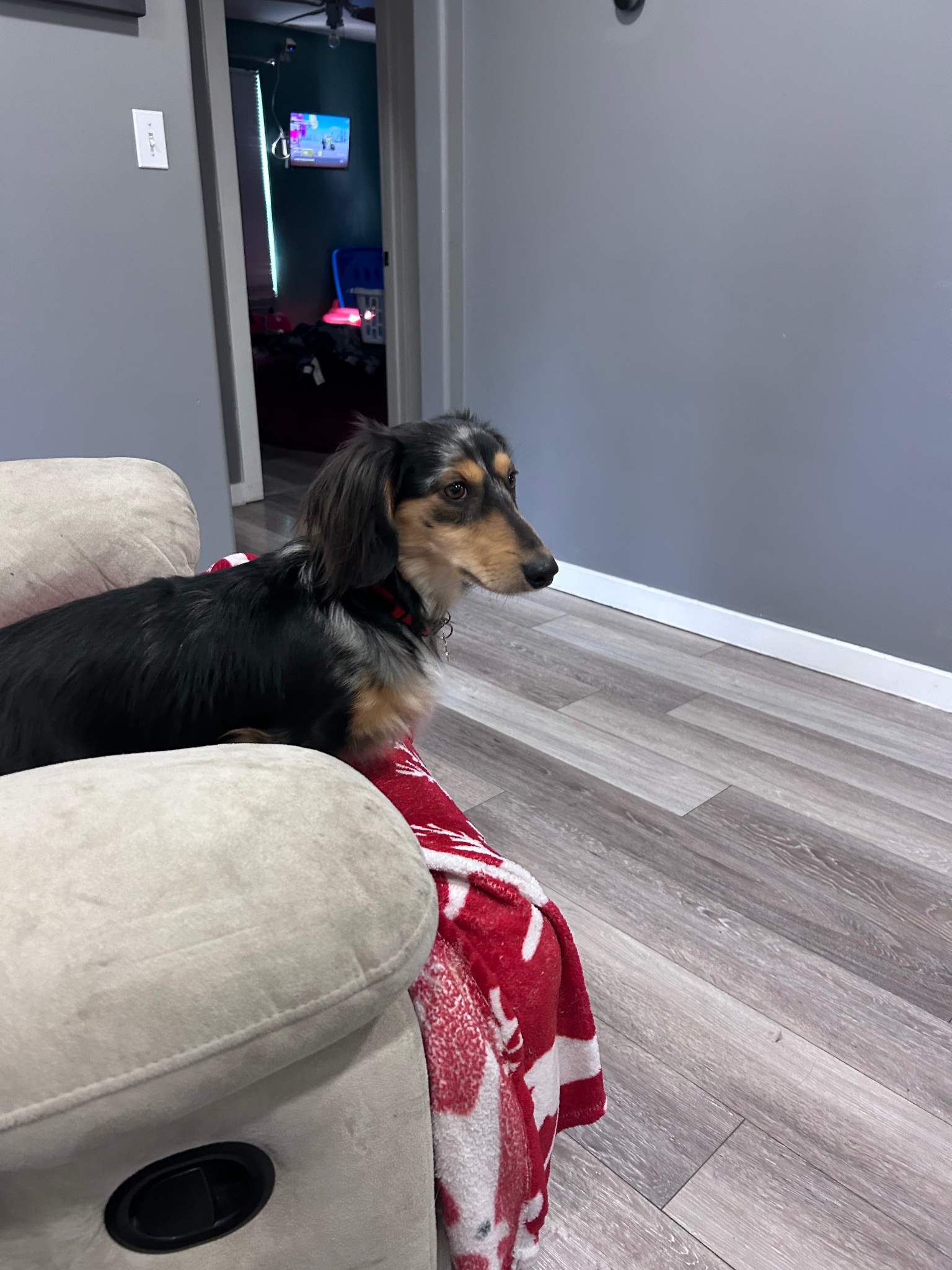 Dachshund mix relaxing on a couch