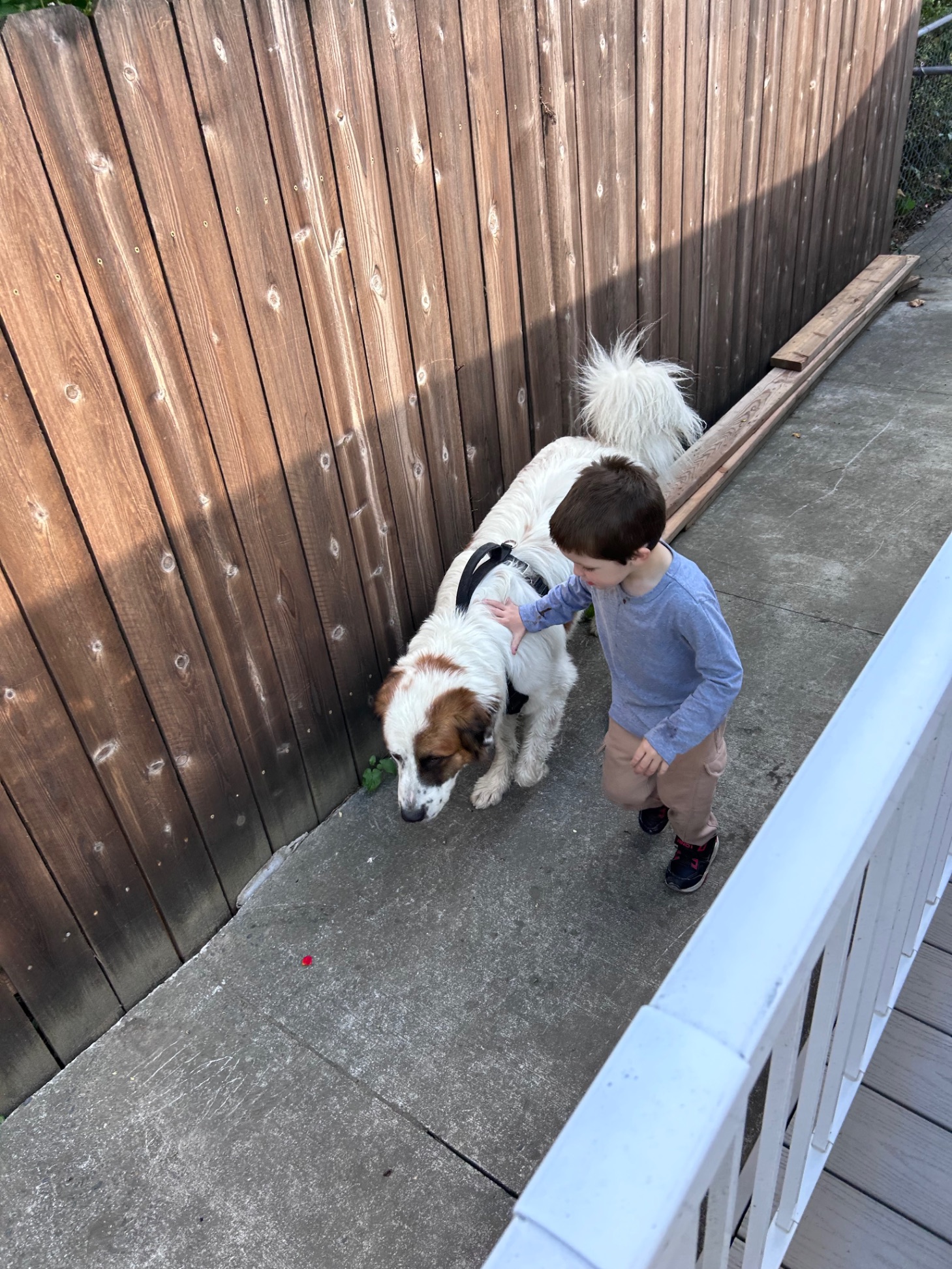 Child hugging a large white and brown dog