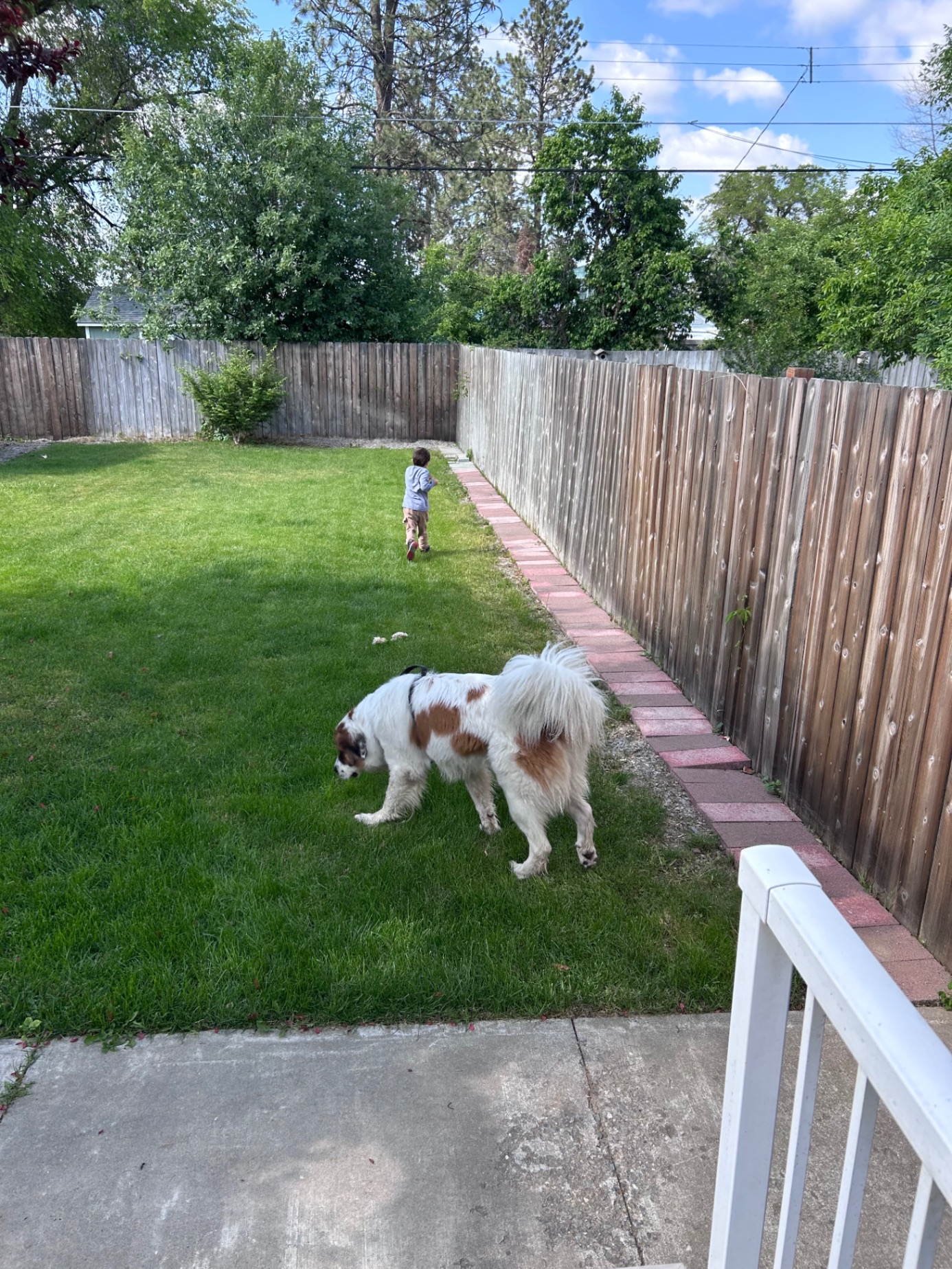 Fluffy white and brown dog playing in the backyard