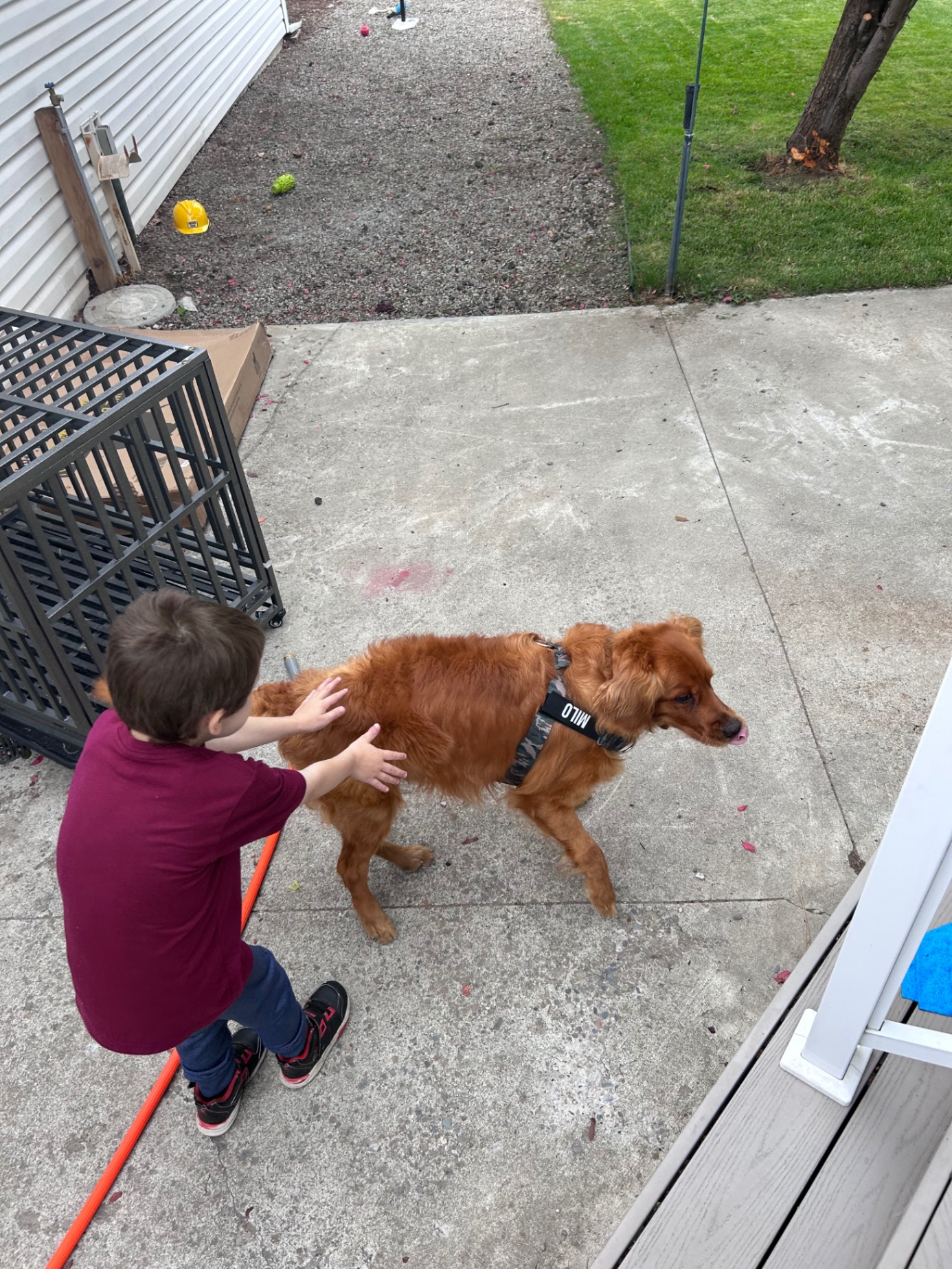 Milo the golden retriever enjoying time outside