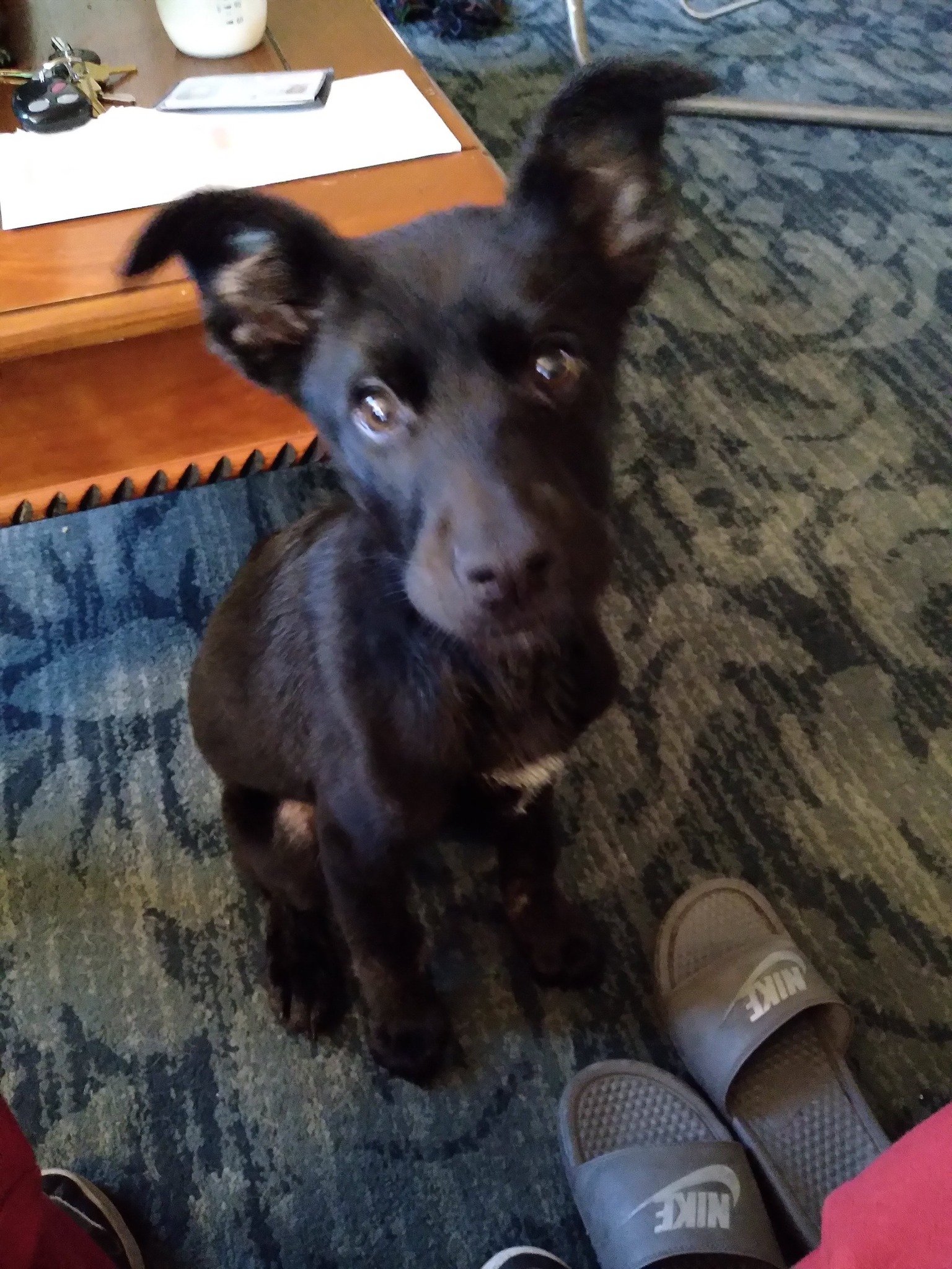 Small black puppy sitting on a carpet