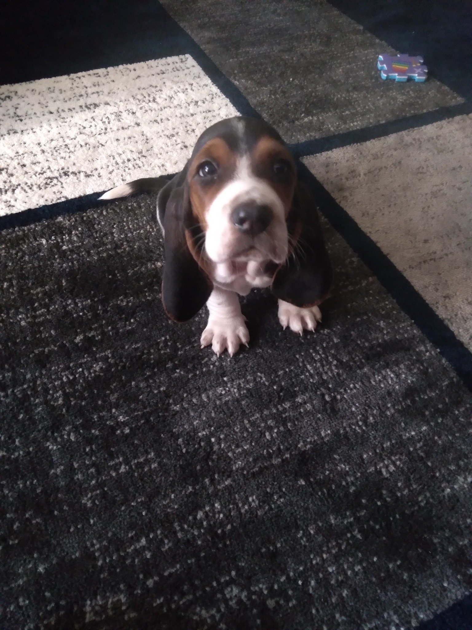 Basset hound puppy sitting on a rug