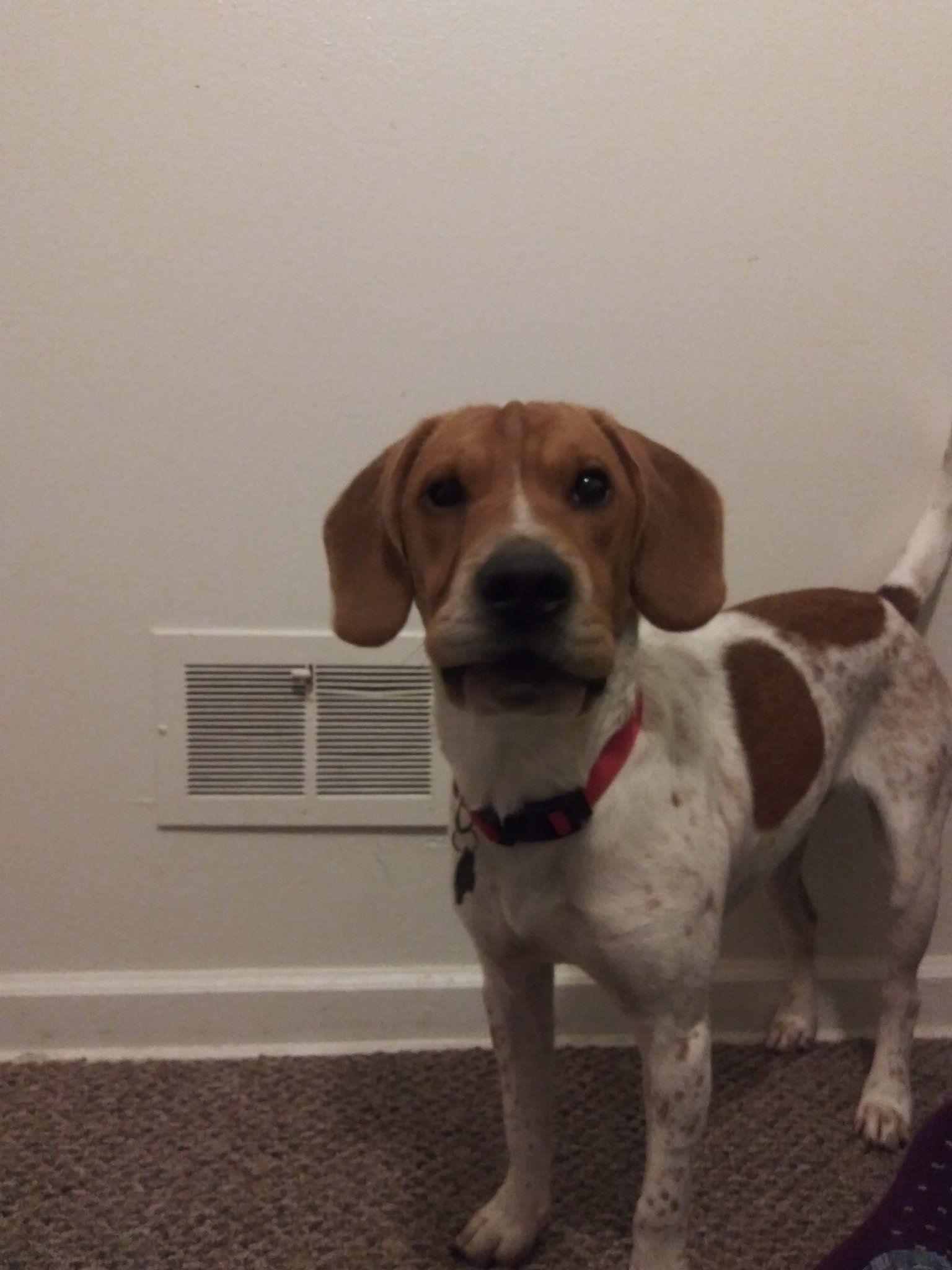 Beagle mix standing and looking at the camera