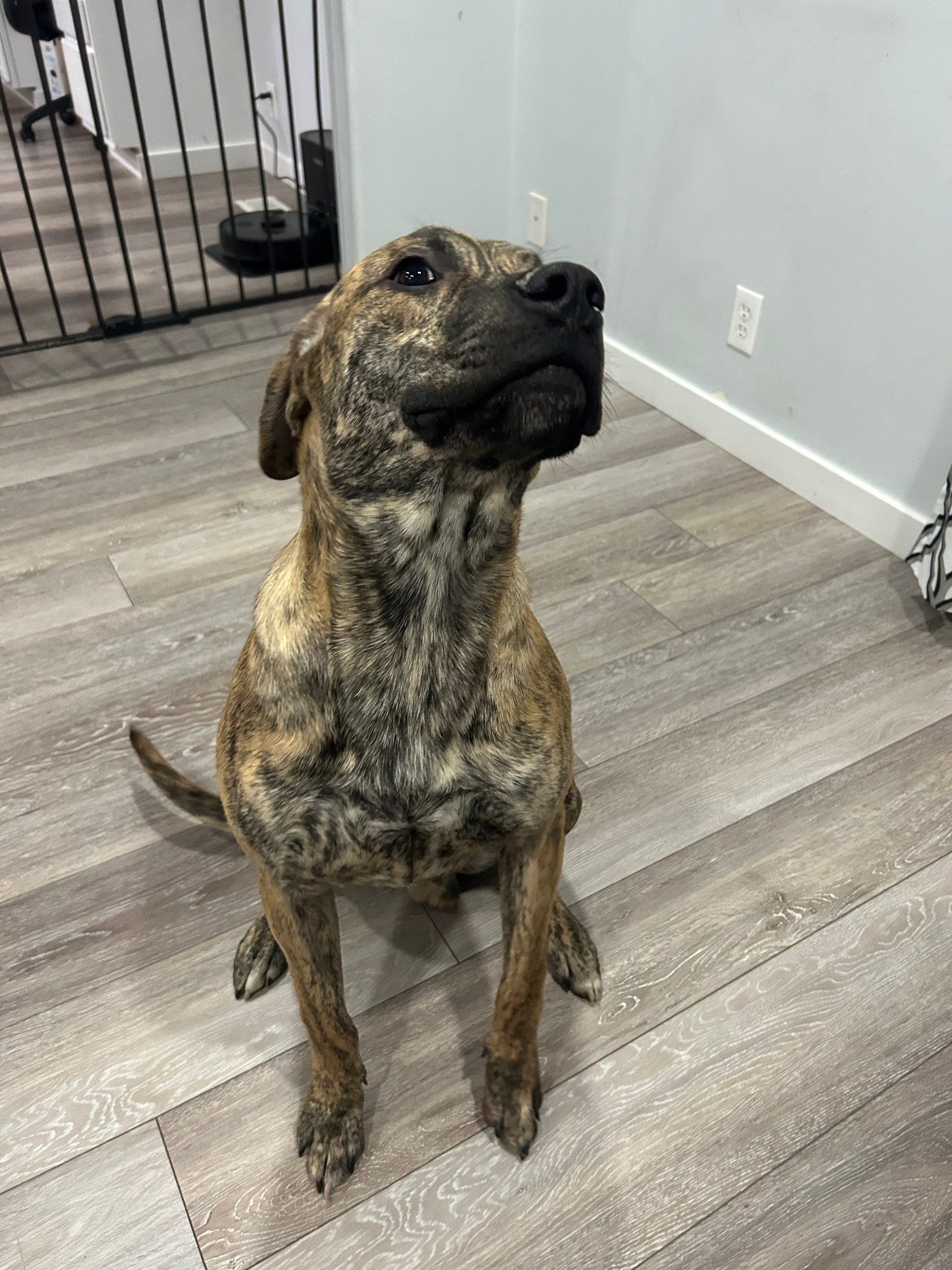 Brindle dog sitting attentively indoors