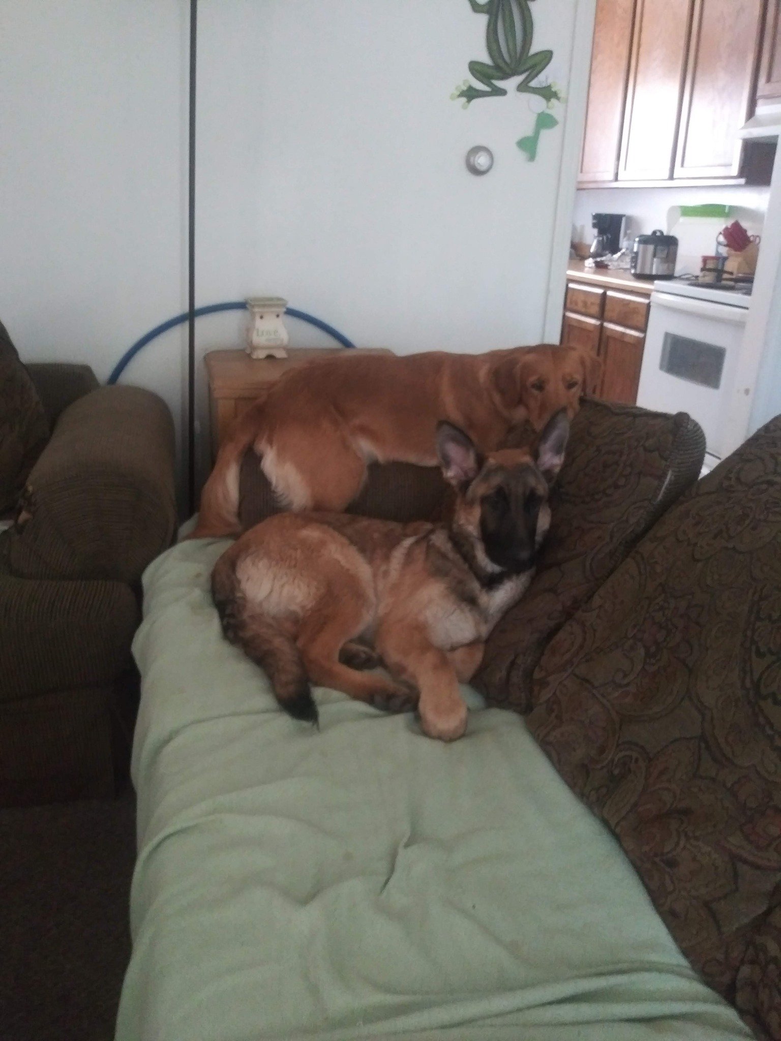 German shepherd and golden retriever relaxing together on a couch