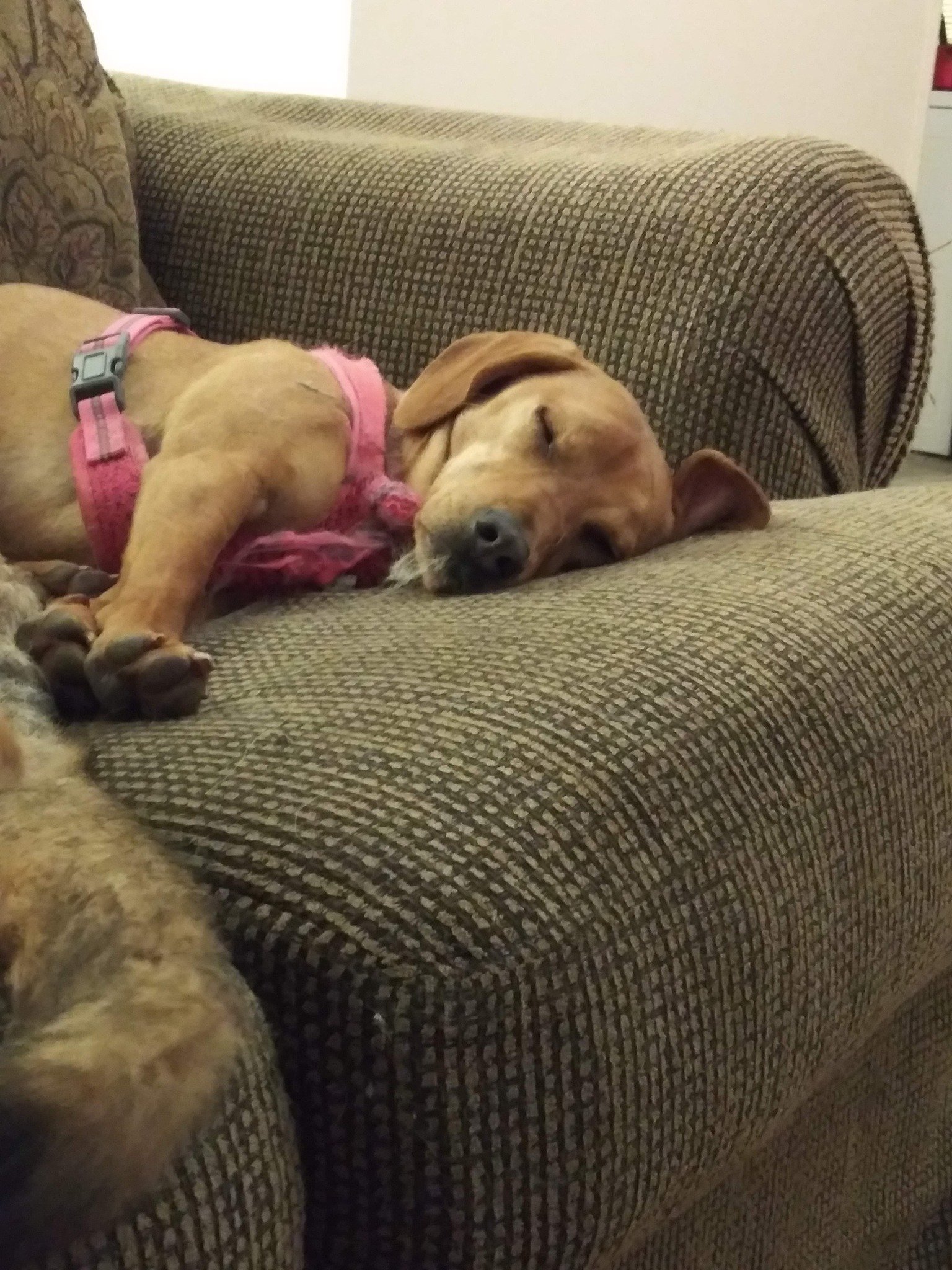 Yellow lab sleeping peacefully on a couch in a pink harness